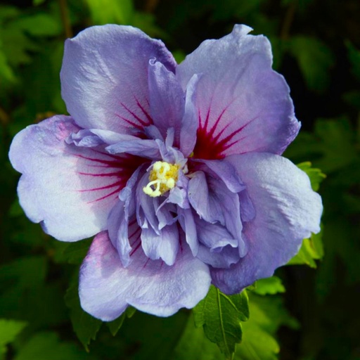 Echter Roseneibisch - Hibiscus 'Blue Chiffon'® 40-50cm