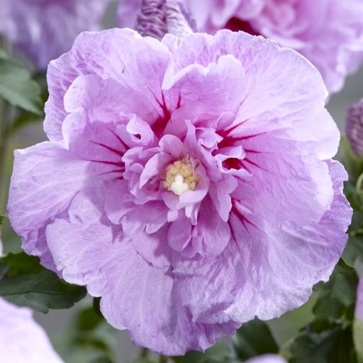 Garteneibisch - Hibiscus syriacus 'Lavender Chiffon'® 40-50cm