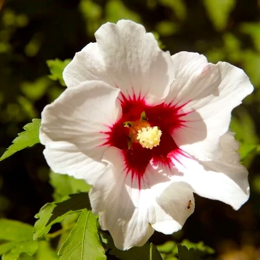 Garteneibisch - Hibiscus syriacus 'Red Heart' 40-50cm
